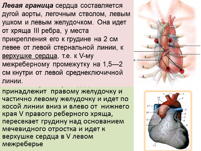 Нижняя граница сердца принадлежит  правому желудочку и частично левому желудочку и идет по